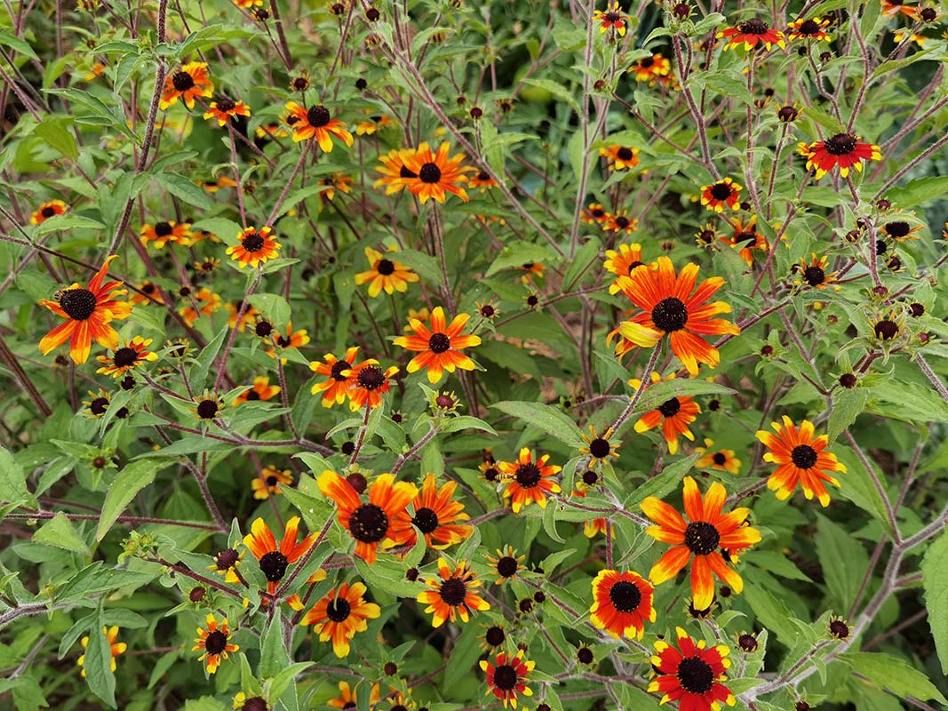 Rudbeckia triloba 'Prairie Glow'